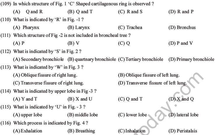 NEET Biology Breathing And Exchange Of Gases MCQs Set B, Multiple ...